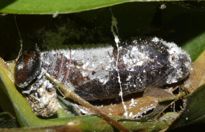 Fig.11. Pupa de <i>Urbanus proteus</i></i>. 28mm de longitud. Voucher: 15-SRNP-31526-DHJ728402.jpg.