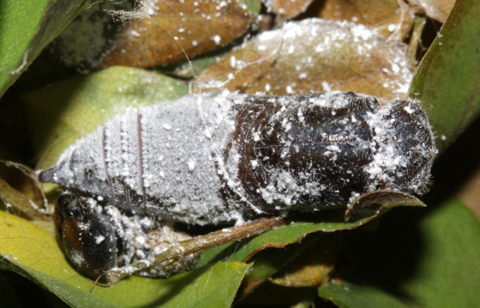 Fig.12. Pupa de <i>Urbanus proteus</i></i>. 28mm de longitud. Voucher: 15-SRNP-31526-DHJ728403.jpg.