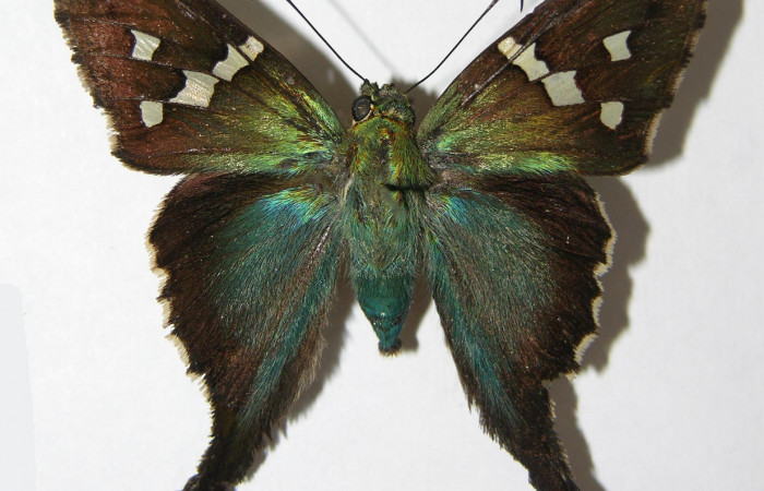 Fig.13.Adulto de <i>Urbanus esta</i></i>. Hembra. 42mm de longitud. Voucher: 06-SRNP-1984-DHJ339768.jpg.