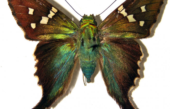 Fig.14. Adulto de <i>Urbanus esta</i></i>. Macho. 39mm de longitud. Voucher: 93-SRNP-5934-DHJ92066.jpg.