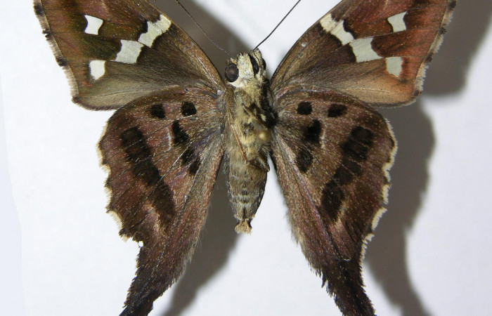 Fig.15. Adulto de <i>Urbanus esta</i></i>. Macho. 39mm de longitud. Voucher: 93-SRNP-5934-DHJ92066.jpg.