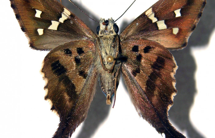 Fig.16. Adulto de <i>Urbanus esta</i></i>. Macho. 39mm de longitud. Voucher: 93-SRNP-5934-DHJ92067.jpg.