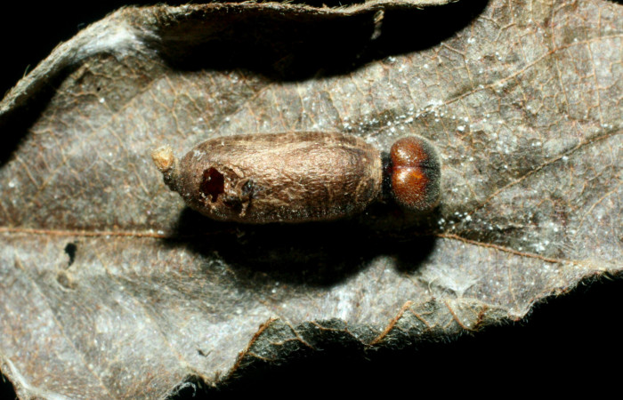 Fig.17. Capullo de Parásito de <i>Urbanus esta</i></i>. Voucher: 08-SRNP-40643-DHJ453452.jpg.