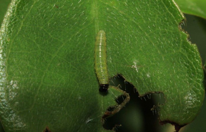 Fig.3. Larva de <i>Urbanus simplicius</i></i>. 3mm de longitud en primer estadío. Voucher: 15-SRNP-31393-DHJ728221.jpg.
