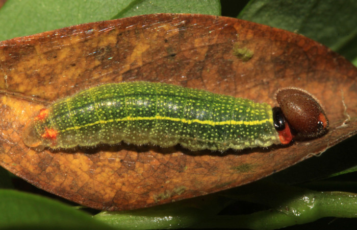 Fig.5. Larva de <i>Urbanus esta</i></i>. 17mm de longitud en penúltimo estadío. Voucher: 15-SRNP-30301-DHJ721615.jpg.
