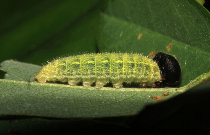 Fig.6. Larva de <i>Urbanus simplicius</i></i>. 12mm de longitud en tercer estadío . Voucher: 15-SRNP-31389-DHJ728216.jpg.
