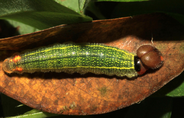 Fig.7. Larva de <i>Urbanus esta</i></i>. 17mm de longitud en penúltimo estadío. Voucher: 15-SRNP-30301-DHJ721616.jpg.