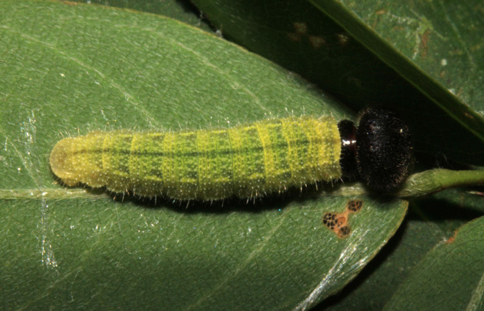 Fig.8. Larva de <i>Urbanus simplicius</i></i>. 12mm de longitud en tercer estadío. Voucher: 15-SRNP-31389-DHJ728215.jpg.