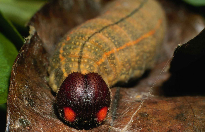 Fig.9. Larva de <i>Urbanus esta</i></i>. 27mm de longitud en último estadío. Voucher: 00-SRNP-1520-DHJ52998.jpg.