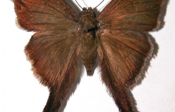 Fig.1. Adulto de <i>Urbanus simplicius</i></i>. Hembra 40mm  de longitud vista dorsal. Voucher: 02-SRNP-4745-DHJ36858.jpg.