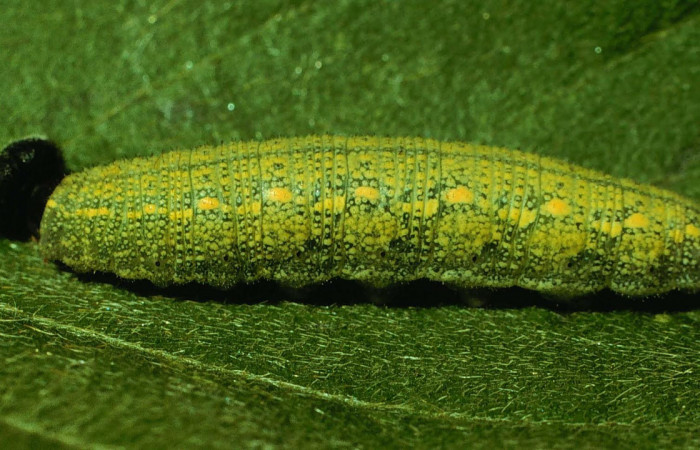 Fig.10. Larva de <i>Urbanus simplicius</i></i>. En penúltimo estadío. Voucher: 93-SRNP-6622-DHJ26503.jpg