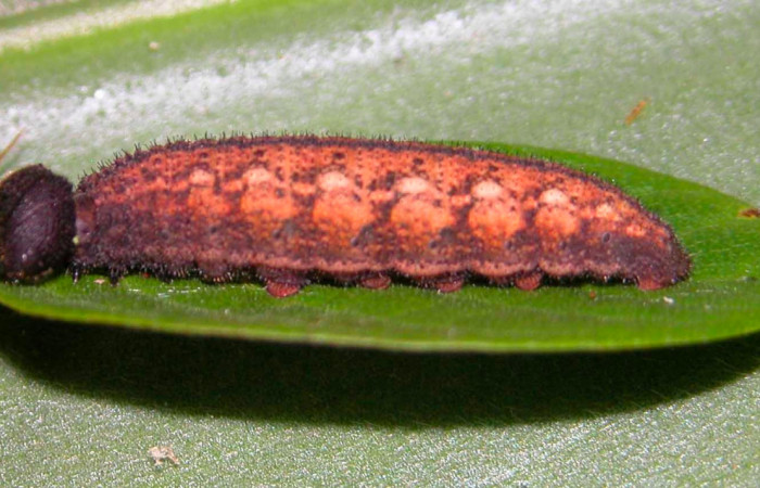 Fig.11. Larva de <i>Urbanus simplicius</i></i>. 28mm de longitud en penúltimo estadío. Voucher: 03-SRNP-2538-DHJ35298.jpg
