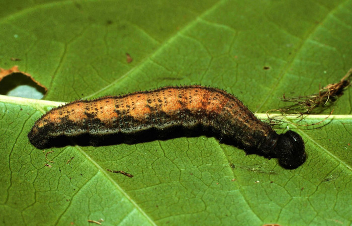 Fig.12. Larva de <i>Urbanus simplicius</i></i>. 45mm de longitud en último estadío. Voucher: 02-SRNP-5635-DHJ64775.jpg 