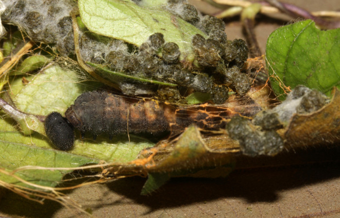 Fig.13. Prepupa de <i>Urbanus simplicius</i></i>. 30mm de longitud. Voucher: 15-SRNP-31343-DHJ728268.jpg