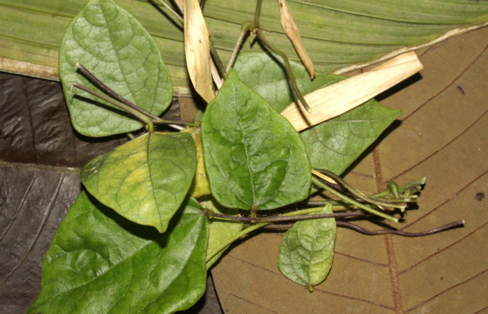 Fig.15. Pupa de <i>Urbanus simplicius</i></i>. 25mm de longitud. Voucher: 15-SRNP-31344-DHJ728271.jpg