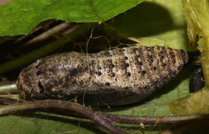 Fig.16. Pupa de <i>Urbanus simplicius</i></i>. 25mm de longitud. Voucher 15-SRNP-31344-DHJ728273.jpg