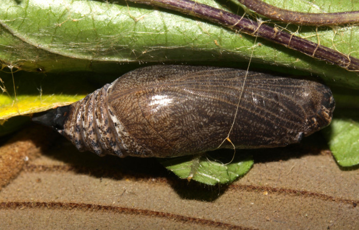 Fig.17. Pupa de <i>Urbanus simplicius</i></i>. 25mm de longitud. Voucher 15-SRNP-31344-DHJ728278.jpg.