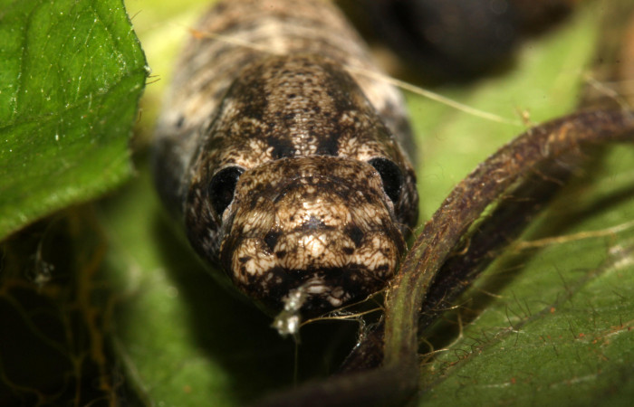 Fig.18. Pupa de <i>Urbanus simplicius</i></i>. 25mm de longitud. Voucher 15-SRNP-31344-DHJ728278.jpg