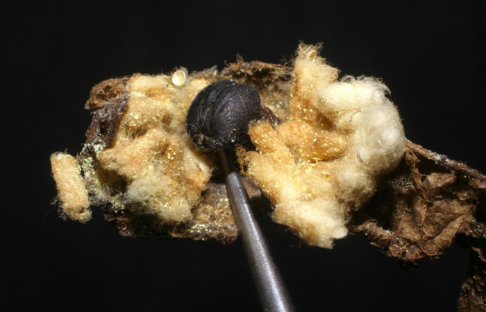 Fig.19. Capullos de Parásito de <i>Urbanus simplicius</i></i>. Voucher: 07-SRNP-20076-DHJ448274.jpg