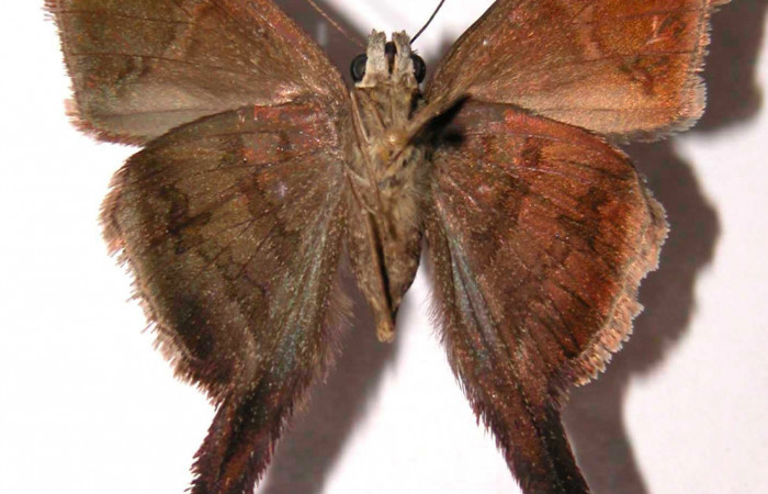 Fig.2.Adulto de <i>Urbanus simplicius</i></i>. Hembra 40mm  de longitud vista ventral. Voucher: 02-SRNP-4745-DHJ36859.jpg. 