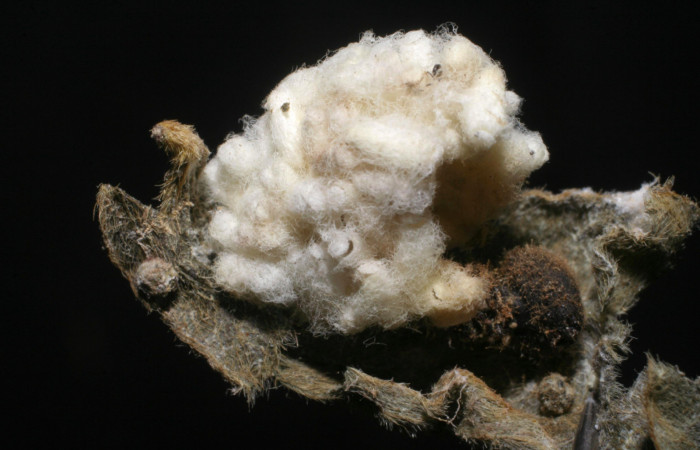 Fig.20. Capullos de Parásito de <i>Urbanus simplicius</i></i>. Voucher: 07-SRNP-20121-DHJ448276.jpg