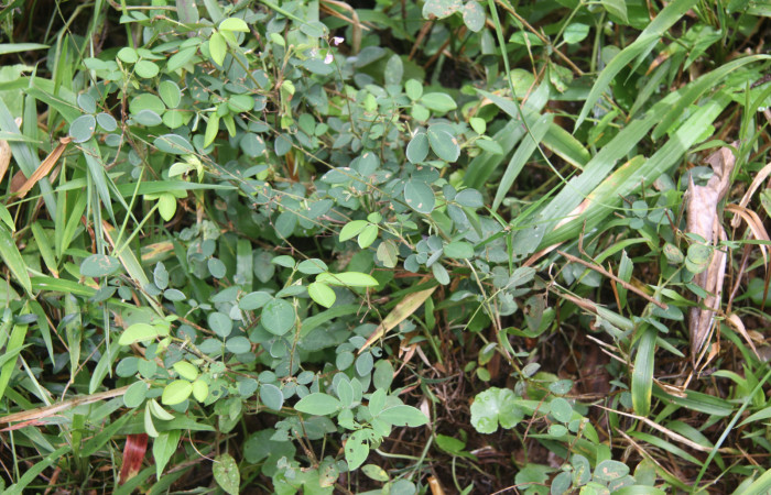 Fig.21. <i>Desmodium adscendens</i></i>, (Fabaceae). Hierba, planta hospedera de  <i>Urbanus simplicius</i></i> (Hesperiidae).
