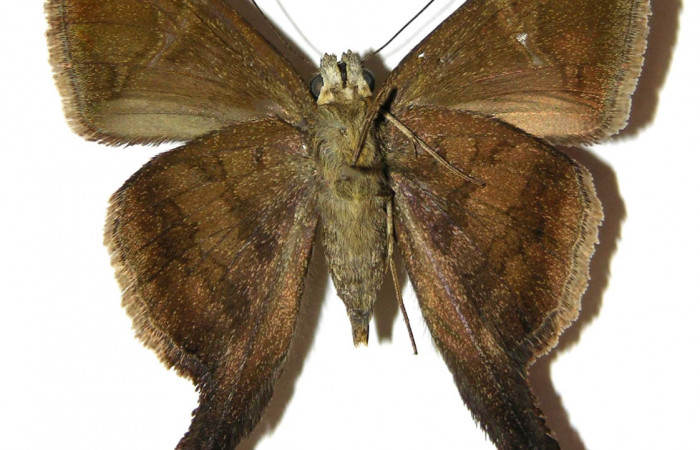 Fig.4. Adulto de <i>Urbanus simplicius</i></i>. Macho 39mm  de longitud vista ventral. Voucher: .04-SRNP-30838-DHJ306677.jpg. 