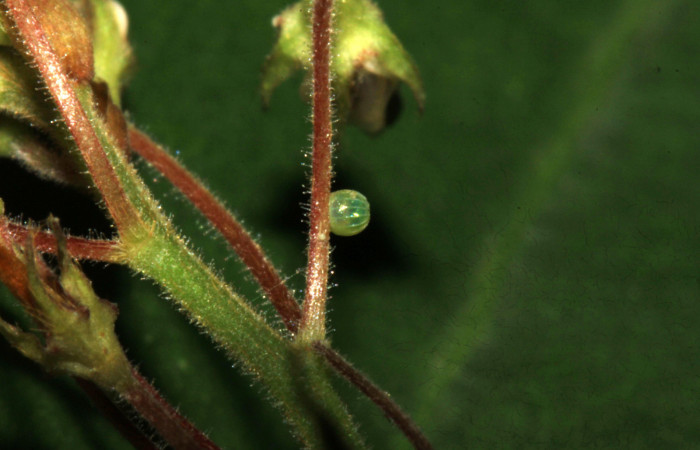 Fig.6. Huevo de <i>Urbanus simplicius</i></i>. 1mm de longitud. Voucher: 15-SRNP-31393-DHJ728218.jpg.
