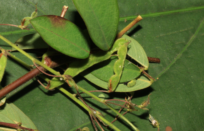 Fig.8. Larva de <i>Urbanus simplicius</i></i>. 10mm de longitud en segudo estadío. Voucher: 15-SRNP-31389-DHJ728207.jpg.
