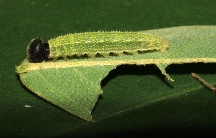 Fig.9. Larva de <i>Urbanus simplicius</i></i>. 12mm de longitud en tercer estadío. Voucher: 15-SRNP-31389-DHJ728209.jpg
