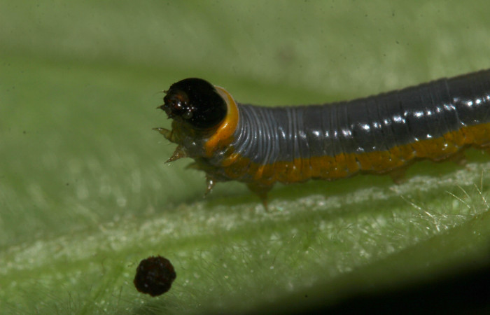 Fig. 12. Mostranto cabeza de <i>Hyposcada virginiana</i></i>, en penúltimo estadio. Voucher : 18-SRNP-31378-DHJ746141.jpg.

