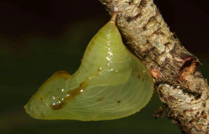 Fig.18. Pupa de <i>Hyposcada evanides</i></i>. Voucher : 12-SRNP-31582-DHJ700092.jpg.