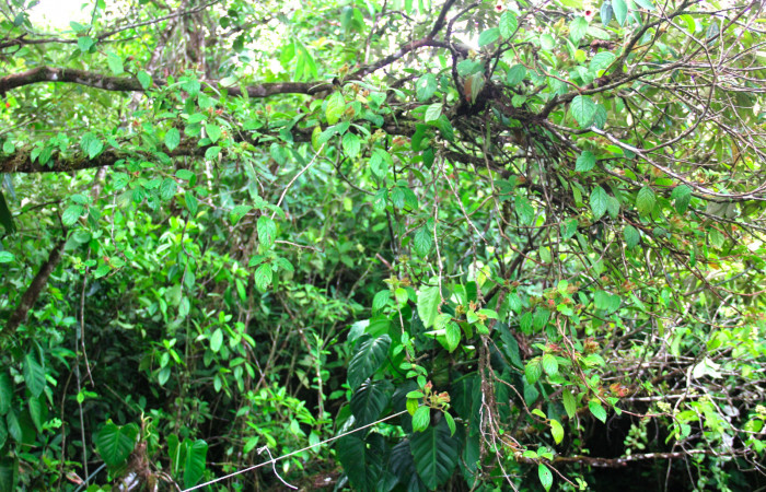 Fig.19. Planta hospedera de <i>Hyposcada evanides</i></i>, <i>Hyposcada virginiana</i></i>,<i>Drymonia alloplectoides</i></i>, (Gesneriaceae). Estación Pitilla, Junio 2020. Foto, Manuel Ríos.
