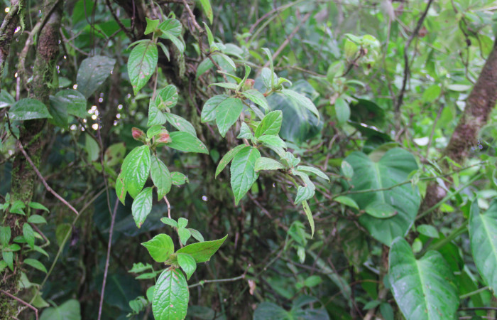 Fig.20. Mostrando hojas de <i>Drymonia alloplectoides</i></i> (Gesneriaceae), planta hospedera de Hyposcada evanides.<i>Hyposcada virginiana</i></i>. Estación Pitilla, Junio 2020. Foto, Manuel Ríos.
