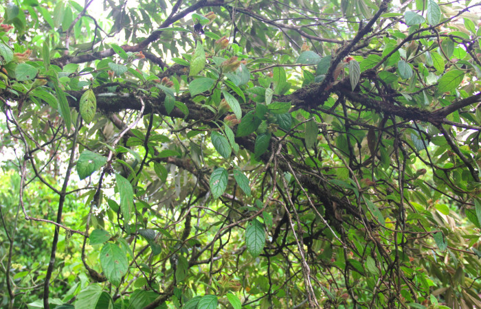 Fig.21. Planta hospedera de <i>Hyposcada evanides</i></i>, <i>Hyposcada virginiana</i></i>, <i>Drymonia alloplectoides</i></i>, (Gesneriaceae). Estación Pitilla, Junio 2020. Foto, Manuel Ríos.
