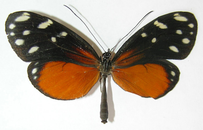 Fig. 3. Adulto de <i>Hyposcada evanides</i></i>. 61mm de longitud vista dorsal. Voucher : 10-SRNP-44633-DHJ530430.jpg.
