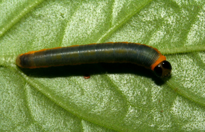 Fig. 6. Larva de <i>Hyposcada evanides</i></i>. 10mm de longitud en posición dorsal. Voucher : 10-SRNP-44633-DHJ478724.jpg.

