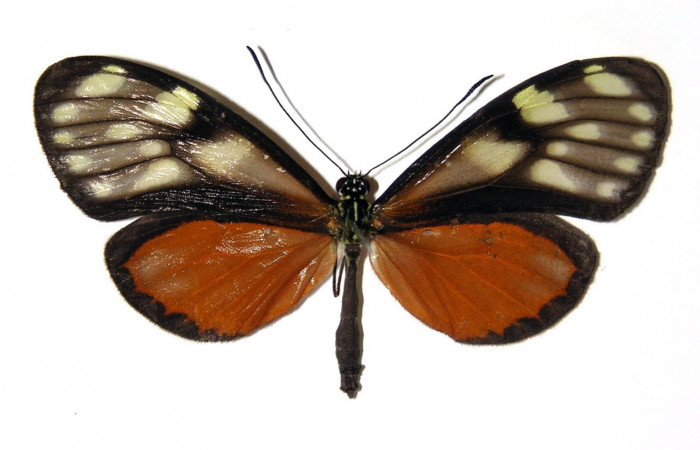 Fig.1. Adulto de <i>Pteronymia notilla</i></i>. Hembra 53mm  de longitud vista dorsal. Voucher : 04-SRNP-45732-DHJ96528.