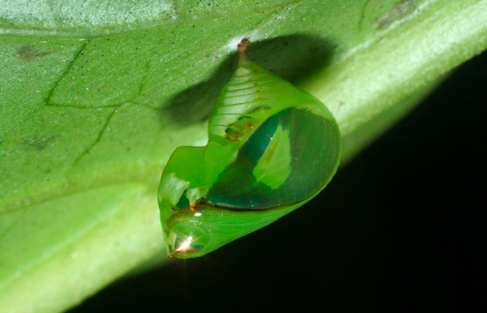 Fig.10. Pupa de <i>Pteronymia notilla</i></i>. 10mm de longitud. Voucher : 09-SRNP-35902-DHJ455767.jpg. 
