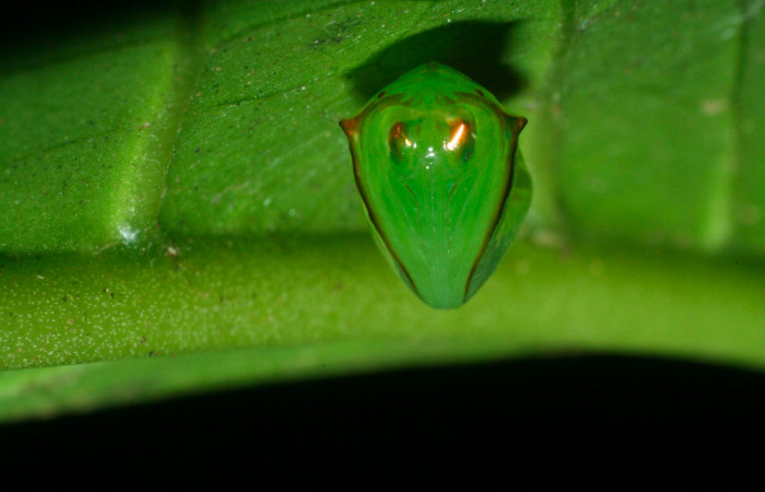 Fig.11. Pupa de <i>Pteronymia notilla</i></i>. 10mm de longitud. Voucher : 09-SRNP-35902-DHJ455760.jpg.