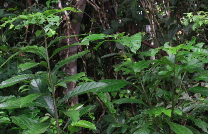 Fig.12. Plantas hospedera de <i>Pteronymia notilla</i></i>, <i>Solanum rovirosanum</i></i> (Solanaceae).