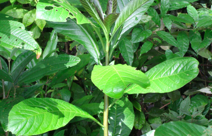 Fig.13. Planta hospedera de <i>Pteronymia notilla</i></i>,  <i>Solanum rovirosanum</i></i> (Solanaceae).