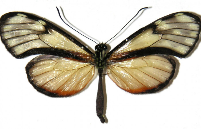 Fig.2. Adulto de <i>Pteronymia notilla</i></i>. Macho 49mm  de longitud vista dorsal. Voucher : 04-SRNP-56748-DHJ307522.