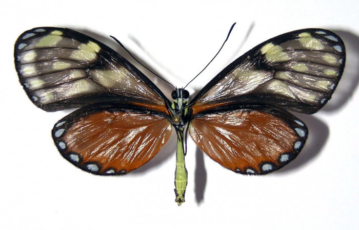 Fig.3. Adulto de <i>Pteronymia notilla</i></i>. Hembra 53mm  de longitud vista ventral. Voucher : 04-SRNP-45732-DHJ96529.
