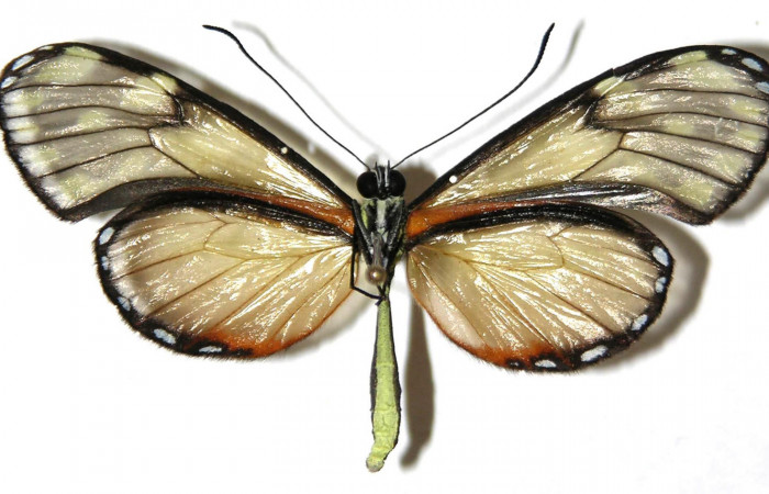 Fig.4. Adulto de <i>Pteronymia notilla</i></i>. Macho 49mm de longitud vista ventral. Voucher : 04-SRNP-56748-DHJ307523.
