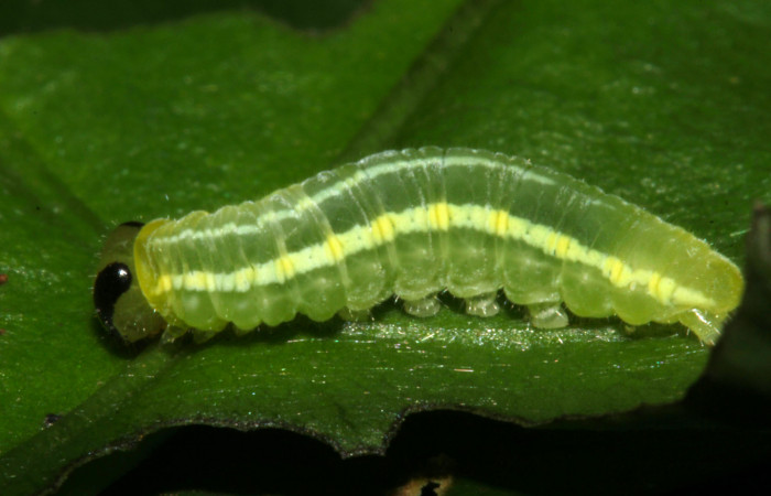 Fig.5. Larva de <i>Pteronymia notilla</i></i>. 10mm de longitud. Voucher : 16-SRNP-31754-DHJ735683.jpg.