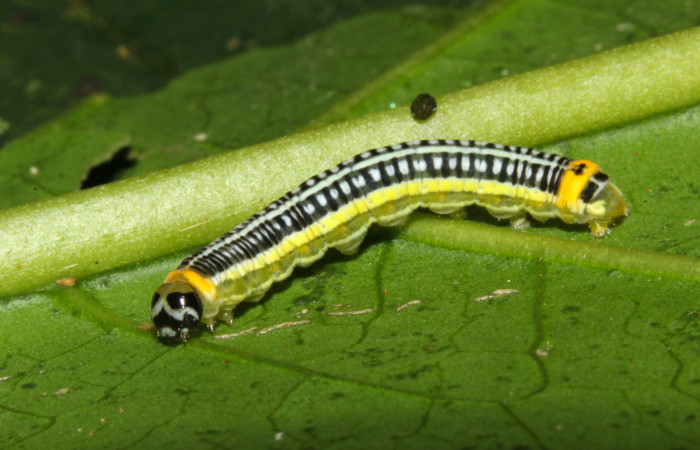 Fig.6. Larva de <i>Pteronymia notilla</i></i>. 21mm de longitud. Voucher :16-SRNP-31753-DHJ735678.jpg.
