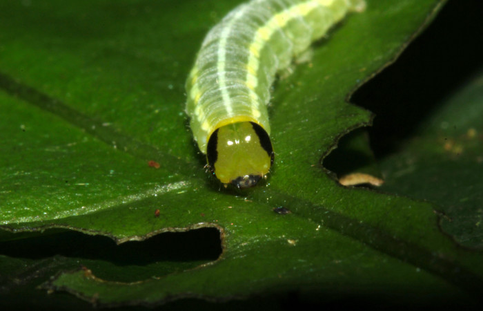 Fig.7. Larva de <i>Pteronymia notilla</i></i>. 10mm de longitud. 10mm de longitud. Voucher : 16-SRNP-31754-DHJ735681.jpg.