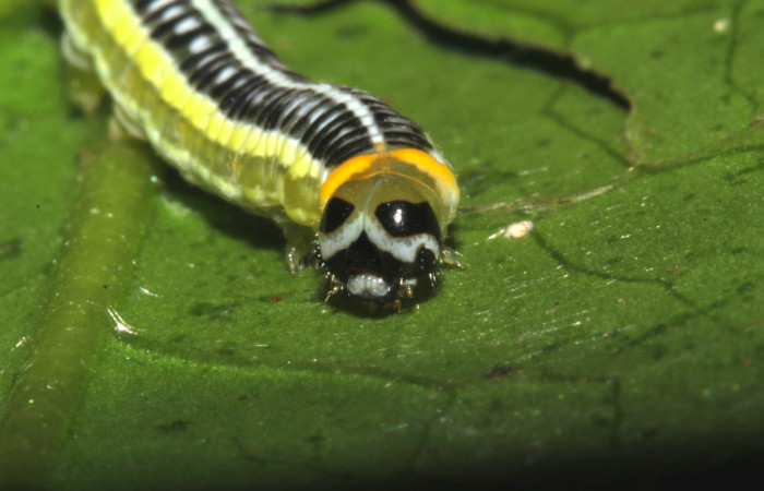 Fig.8. Larva de <i>Pteronymia notilla</i></i>. 21mm de longitud. Voucher : 16-SRNP-31753-DHJ735676.jpg.