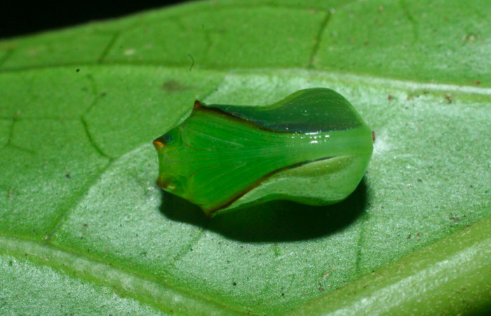 Fig.9. Pupa de <i>Pteronymia notilla</i></i>. 10mm de longitud. Voucher : 09-SRNP-35902-DHJ455756.jpg.